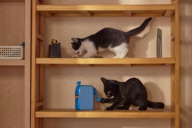 为什么猫都叫不来 主役猫萌照公开 青空动漫