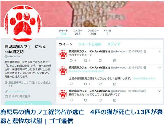 日本也不是猫天堂！咖啡馆老板跑路致主子4死13病