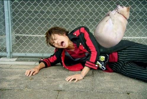 得罪谁了?睡着秋田犬被网友玩坏