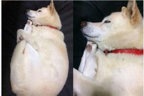 得罪谁了?睡着秋田犬被网友玩坏