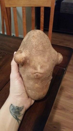 长着人脸的番茄你敢吃吗?变异食材太奇葩