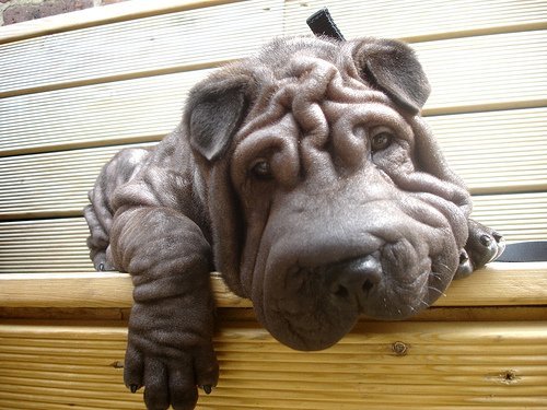 世上十大长相最奇怪的狗:囧到不行