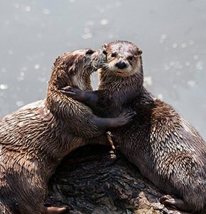 英国水獭湖边"约会"大秀恩爱