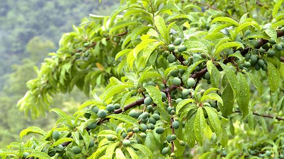 巫溪:大坡村李树变成"摇钱树" 脱贫增收有门路 _大渝网_腾讯网