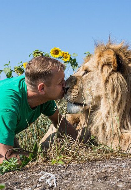 摄影师拍人兽情深:雄狮与人类亲密亲吻