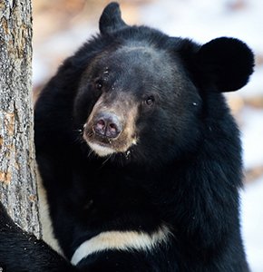 俄一亚洲黑熊爬树木 狂啃树干超滑稽