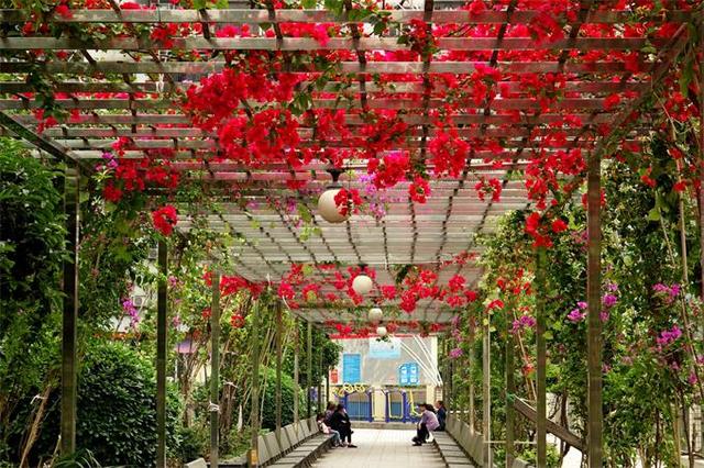 居民共建鲜花长廊三角梅花开得正艳