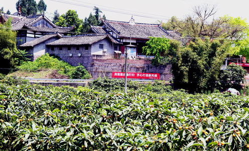 合川古楼镇:一颗枇杷成就一个上亿级大产业