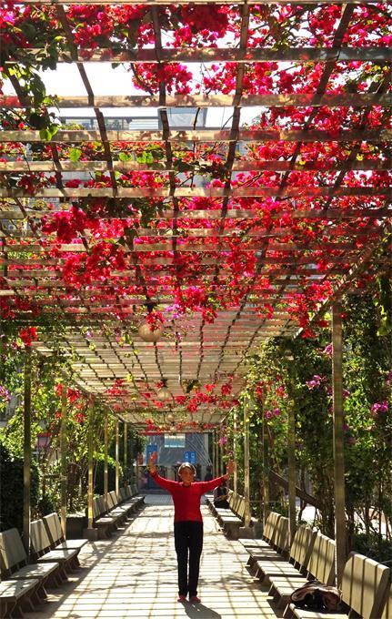 居民共建鲜花长廊三角梅花开得正艳