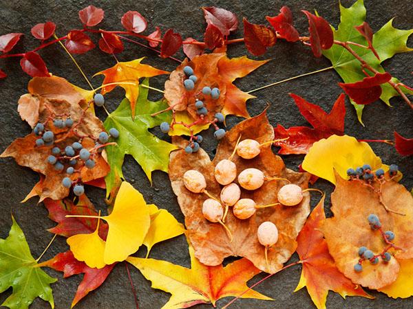 植物学排名_植物学分类法(3)