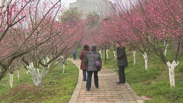 萬州太白巖公園紅梅吐豔迎新春 暖陽好出遊