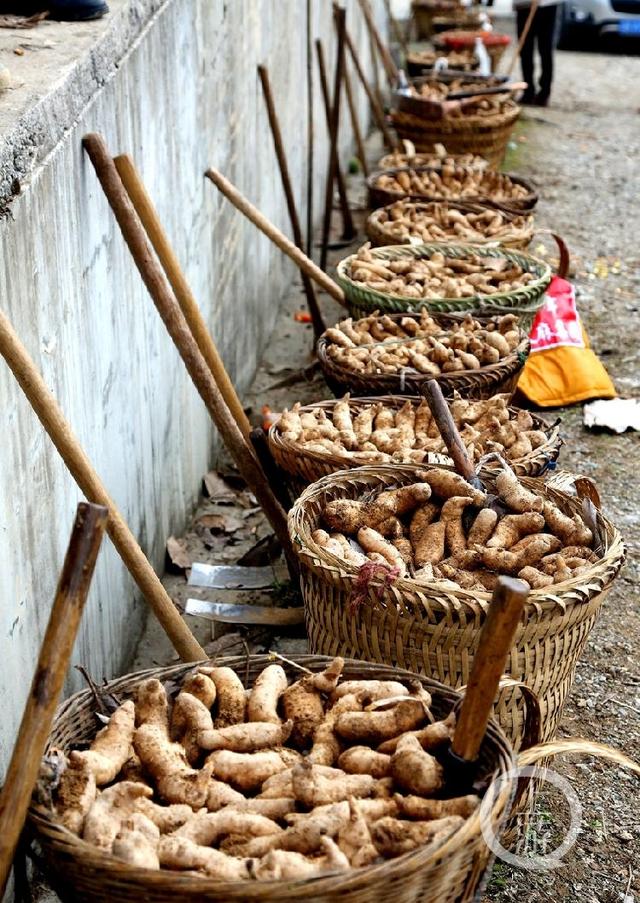 云阳400名麻农上山种天麻