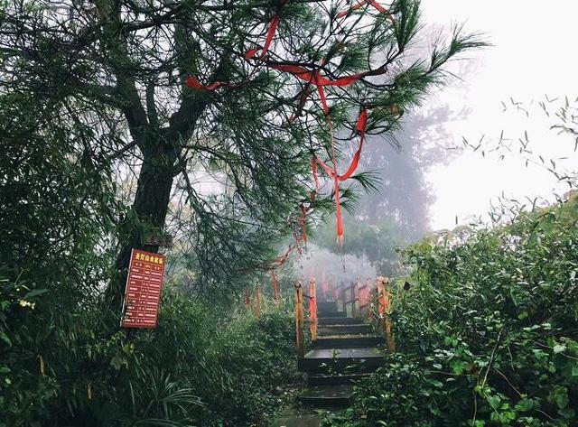 春節去聖燈山登山祈福 賞紅豆杉群享受趣味登山 - 重慶首頁 -中國天氣