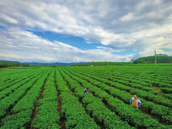 我国茶园面积及茶叶年产量稳居世界第一