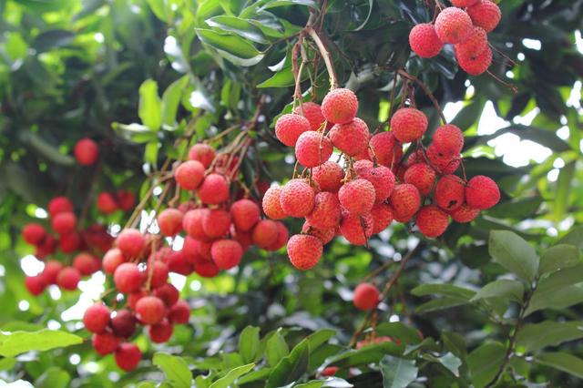 合江荔枝节7月13日开幕市民驱车1小时可吃新鲜荔枝