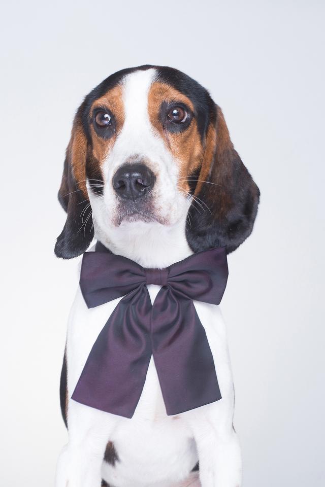 全城最潮"铲屎官" 快带着你的爱犬来参加狗狗新春游园会!