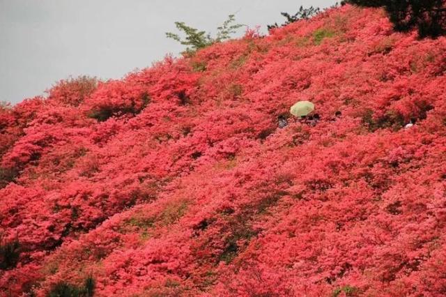 梁平这片绝美杜鹃花海正悄然上线