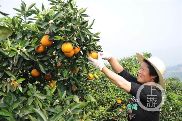 品牌价值超26亿 奉节如何把脐橙做到全国第一
