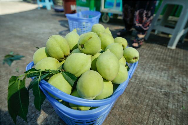 巴南区鱼洞仙池的香桃熟了 这周末就等你来摘!