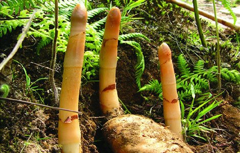 相约茶山花海 寻觅"白马王子"_腾讯大渝网_腾讯网