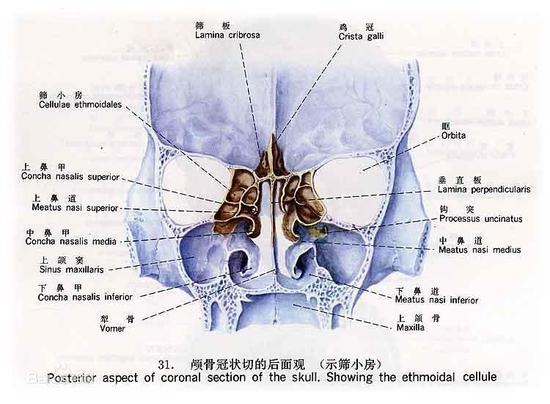 鼻孔也轮班？你的鼻子竟然每次只有一边在呼气_大渝网_腾讯网