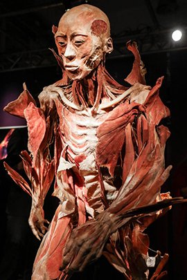 罗马"人体世界"塑化尸体展