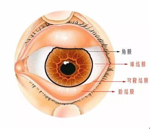 眼结膜位置图片图片