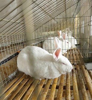 伊拉兔正悠闲地在养殖基地里休息