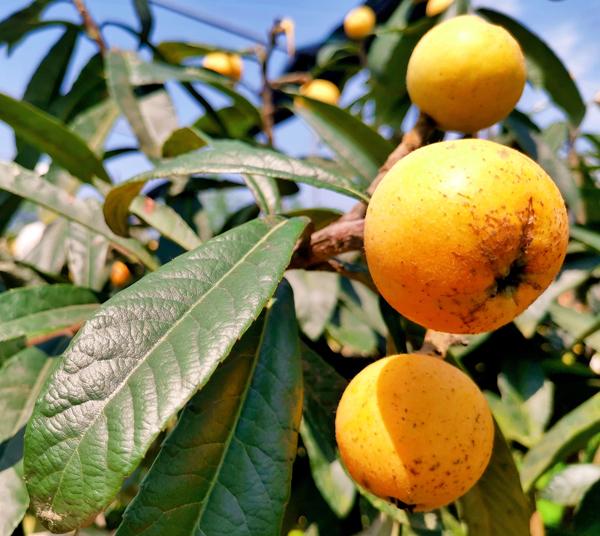 鲜果飘香合川古楼镇的枇杷熟了采摘尝鲜正当时