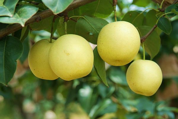 河北梨果市场调查:普通梨果今年价格为何升高