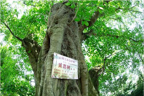 巴南区现存主城最老黄葛树 看惯风雨的它810岁了