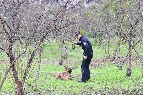 重庆警犬全国技术大赛夺冠 "黑狼"获得"血迹搜索"冠军