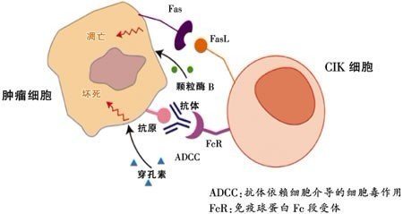 eb病毒誘發人b細胞淋巴瘤的分子病理特性