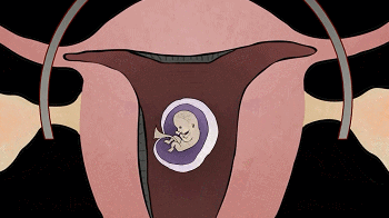 切断输送来的血液和营养,服用药片后子宫破裂,这类荷尔蒙有稳定子宫