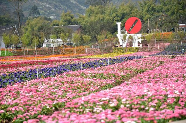 墊江牡丹孔雀櫻花海別有花樣20170331