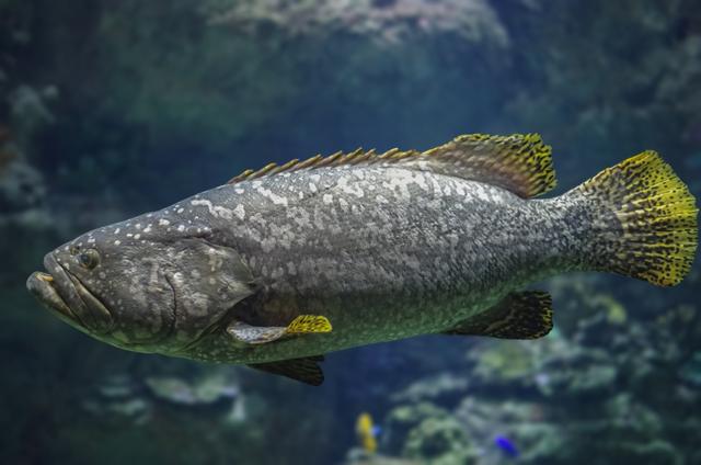 國匯宴中餐廳開售巨型石斑之龍躉魚套餐