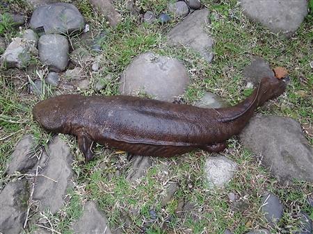 男子清晨江邊垂釣 釣起11斤重野生娃娃魚(圖)