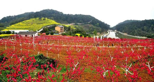 香豔田園花海 醉美頤麓歡歌!沙區春日賞花好去處