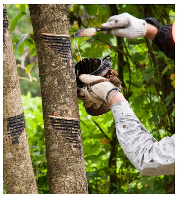 从漆树上提取树脂漆显微镜下的纺织物纺织物:漆佛表层的布条对于塑造