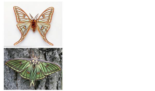 现代都市容不下庄周梦蝶