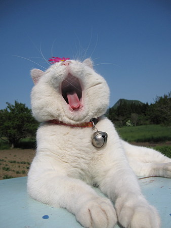 超可爱的大头猫