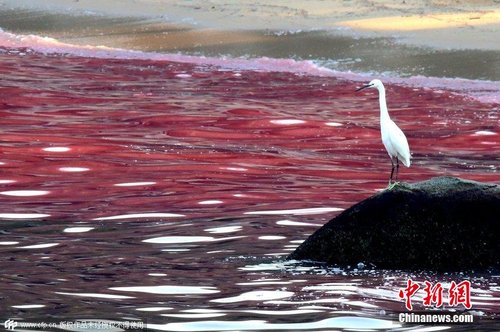 什么是赤潮有哪些基本的特征