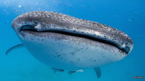 a big fish in a small pond or a small fish in the pool