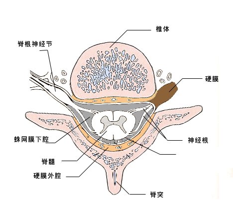 髓鞘解剖图图片