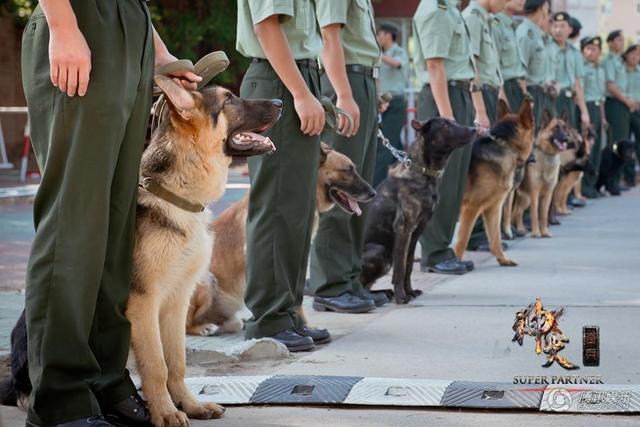 神犬奇兵攻占七月暑期档人犬情首登荧屏