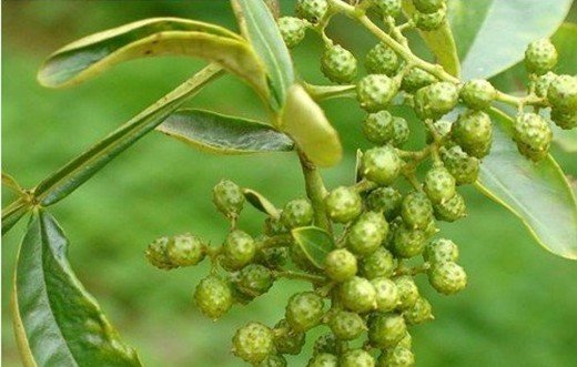 3,取鲜花椒叶适量,煮水洗患处.