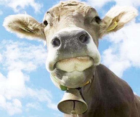 6,爱尔兰"放屁税"在爱尔兰,牛放屁是要收税的.