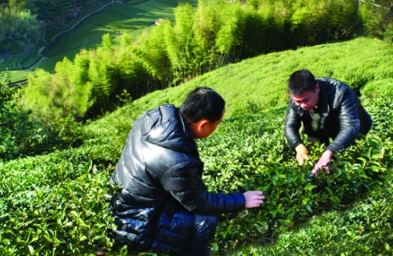用匠心种好茶,淘宝春茶节把品质松阳春茶带到消费者身边
