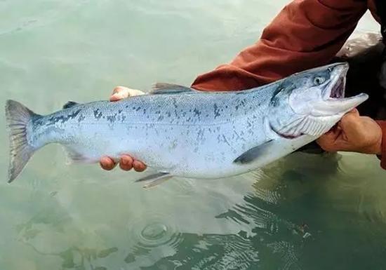 中国系首个研发转基因鱼国家:科学角度已具应用条件