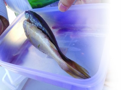 健康频道 染色的黄鱼和正常的黄鱼,后者颜色更深.